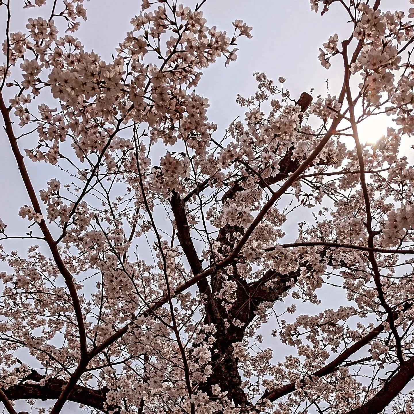滋賀県甲賀市『寺庄整骨院』のスタッフです🌸