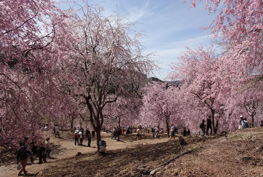 こんにちは(*^^*)寺庄整骨院のスタッフです✨